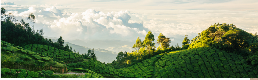 Munnar Travel Guide