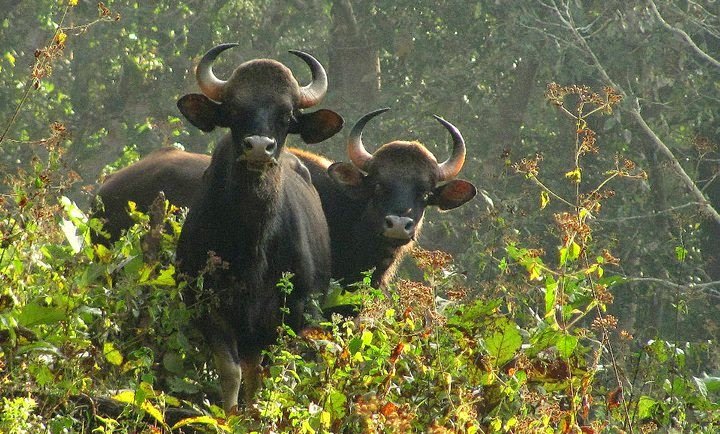 Wildlife Sanctuaries in Kerala